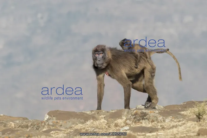 : Afrique, Ethiopie, Valle du Rift, Debre Libanos : Afrique, Ethiopie, Valle du Rift, Debre Libanos