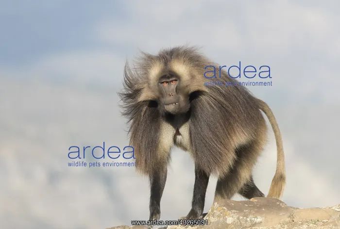 : Afrique, Ethiopie, Valle du Rift, Debre Libanos : Afrique, Ethiopie, Valle du Rift, Debre Libanos