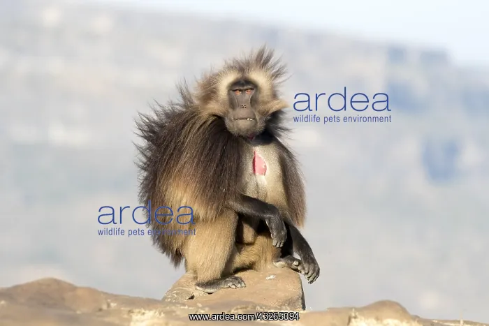: Afrique, Ethiopie, Valle du Rift, Debre Libanos : Afrique, Ethiopie, Valle du Rift, Debre Libanos