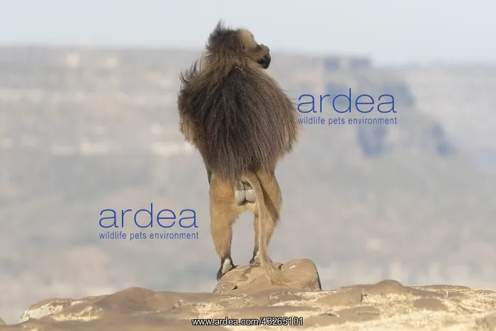 : Afrique, Ethiopie, Valle du Rift, Debre Libanos : Afrique, Ethiopie, Valle du Rift, Debre Libanos
