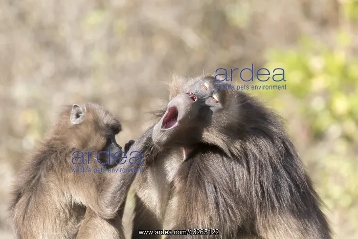: Afrique, Ethiopie, Valle du Rift, Debre Libanos : Afrique, Ethiopie, Valle du Rift, Debre Libanos