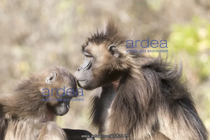 : Afrique, Ethiopie, Valle du Rift, Debre Libanos : Afrique, Ethiopie, Valle du Rift, Debre Libanos
