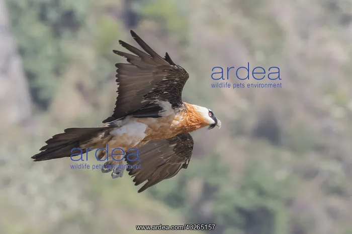  : Afrique, Ethiopie, Valle du Rift, Debre Libanos