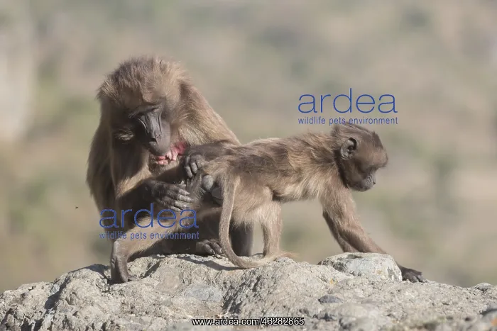 : Afrique, Ethiopie, Valle du Rift, Debre Libanos