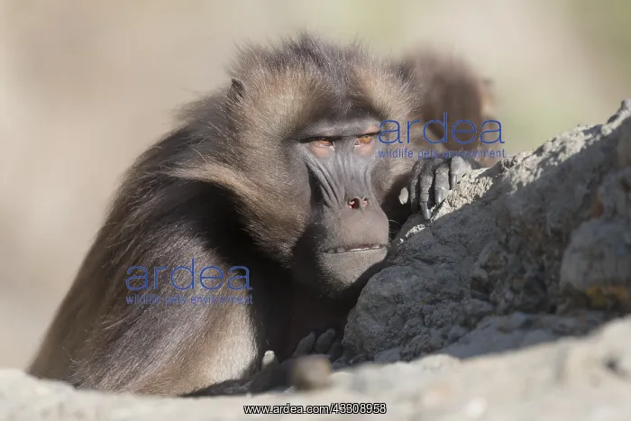  : Afrique, Ethiopie, Valle du Rift, Debre Libanos