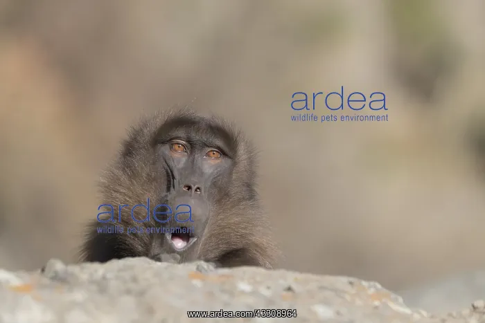 : Afrique, Ethiopie, Valle du Rift, Debre Libanos : Afrique, Ethiopie, Valle du Rift, Debre Libanos