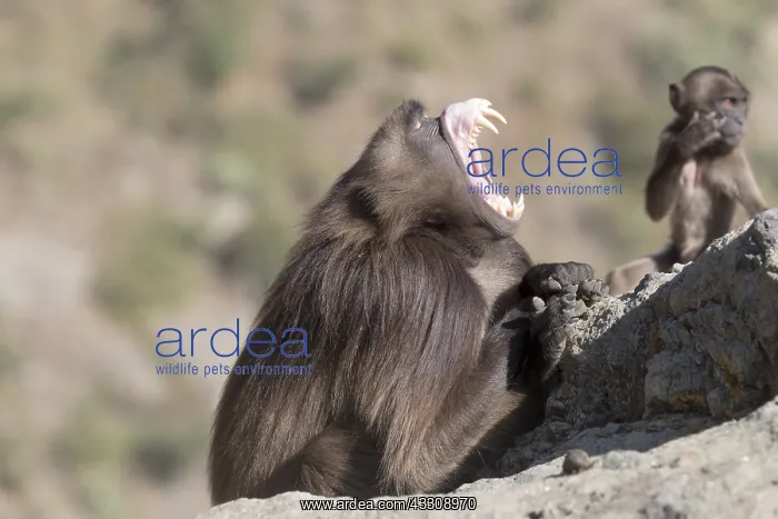  : Afrique, Ethiopie, Valle du Rift, Debre Libanos