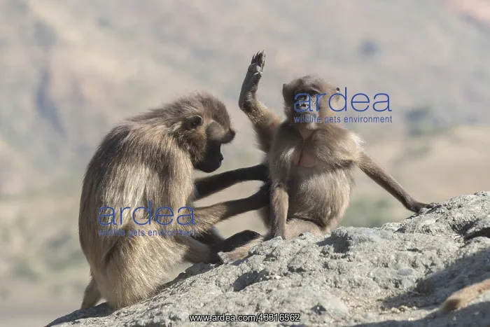 : Afrique, Ethiopie, Valle du Rift, Debre Libanos : Afrique, Ethiopie, Valle du Rift, Debre Libanos
