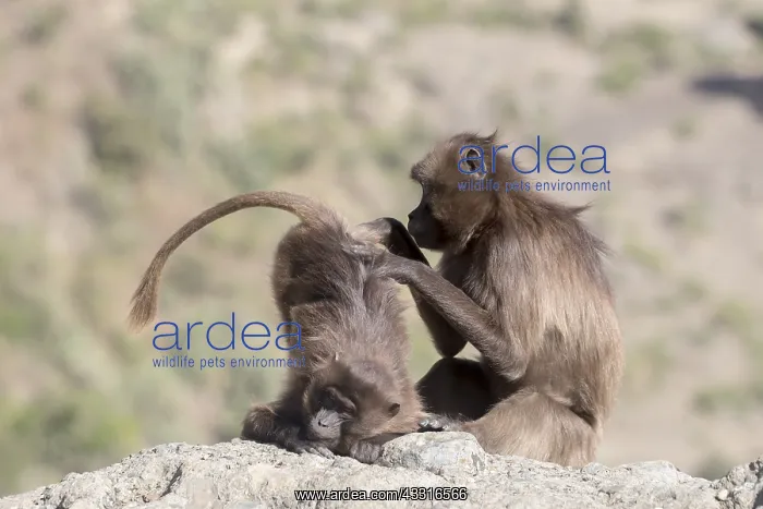 : Afrique, Ethiopie, Valle du Rift, Debre Libanos : Afrique, Ethiopie, Valle du Rift, Debre Libanos