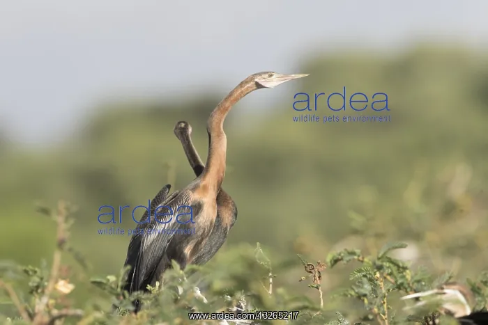 : Afrique, Ethiopie, Valle du Rift, Lac de Ziway : Afrique, Ethiopie, Valle du Rift, Lac de Ziway
