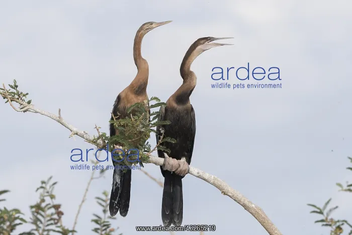 : Afrique, Ethiopie, Valle du Rift, Lac de Ziway : Afrique, Ethiopie, Valle du Rift, Lac de Ziway