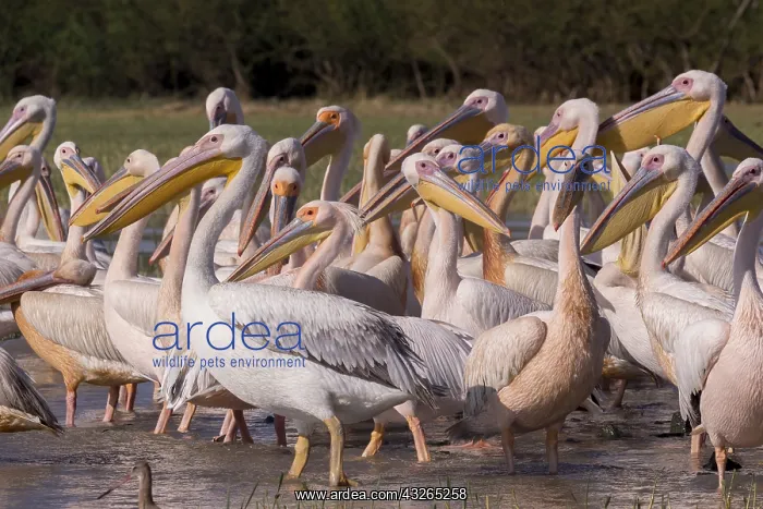 : Afrique, Ethiopie, Valle du Rift, Lac de Ziway : Afrique, Ethiopie, Valle du Rift, Lac de Ziway