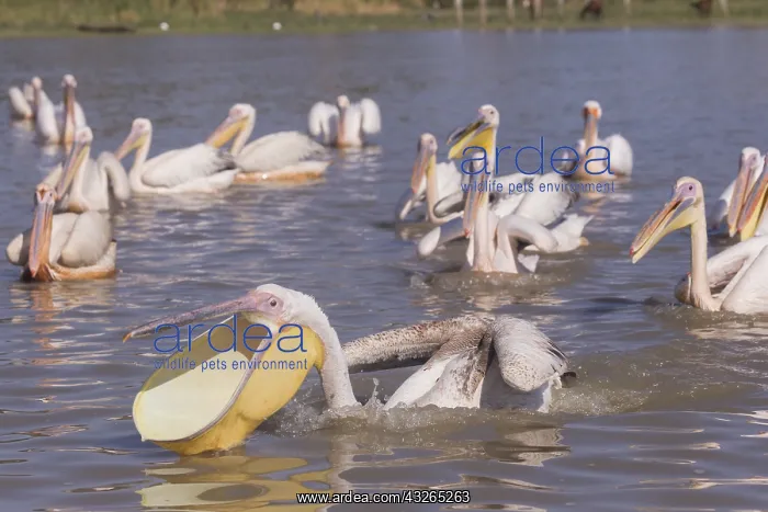  : Afrique, Ethiopie, Valle du Rift, Lac de Ziway