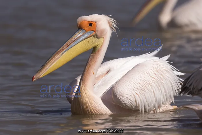 : Afrique, Ethiopie, Valle du Rift, Lac de Ziway : Afrique, Ethiopie, Valle du Rift, Lac de Ziway