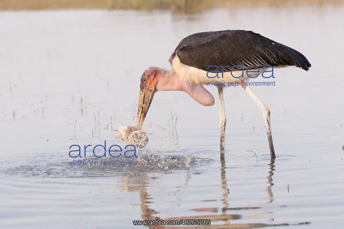 : Afrique, Ethiopie, Valle du Rift, Lac de Ziway : Afrique, Ethiopie, Valle du Rift, Lac de Ziway