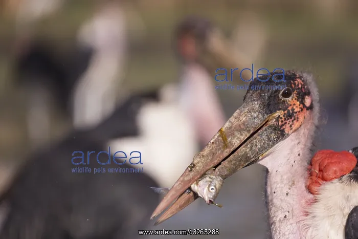 : Afrique, Ethiopie, Valle du Rift, Lac de Ziway : Afrique, Ethiopie, Valle du Rift, Lac de Ziway