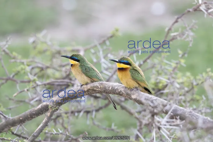 : Afrique, Ethiopie, Valle du Rift, Lac de Ziway