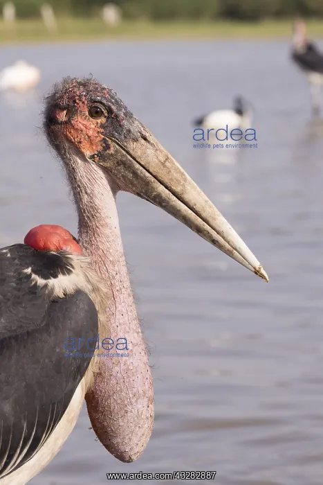 : Afrique, Ethiopie, Valle du Rift, Lac de Ziway : Afrique, Ethiopie, Valle du Rift, Lac de Ziway