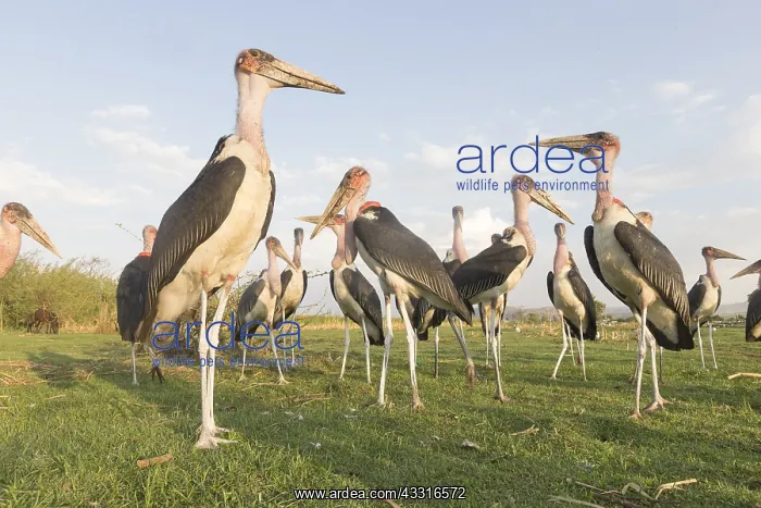 : Afrique, Ethiopie, Valle du Rift, Lac de Ziway : Afrique, Ethiopie, Valle du Rift, Lac de Ziway