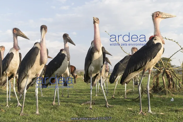 : Afrique, Ethiopie, Valle du Rift, Lac de Ziway : Afrique, Ethiopie, Valle du Rift, Lac de Ziway