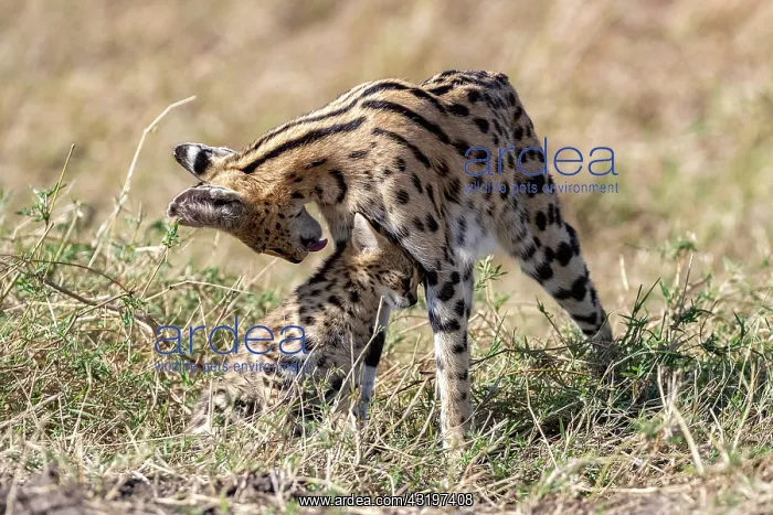  : Afrique de l'Est, Kenya, Reserve nationale du Masai Mara, Pa