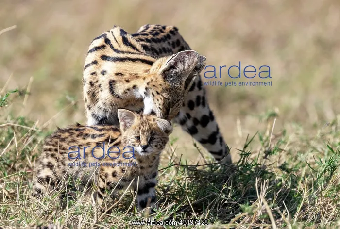 : Afrique de l'Est, Kenya, Reserve nationale du Masai Mara, Pa : Afrique de l'Est, Kenya, Reserve nationale du Masai Mara, Pa