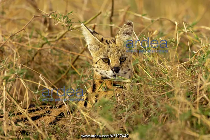 : Afrique de l'Est, Kenya, Reserve nationale du Masai Mara, Pa : Afrique de l'Est, Kenya, Reserve nationale du Masai Mara, Pa