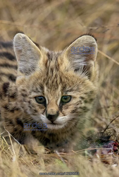 : Afrique de l'Est, Kenya, Reserve nationale du Masai Mara, Pa : Afrique de l'Est, Kenya, Reserve nationale du Masai Mara, Pa