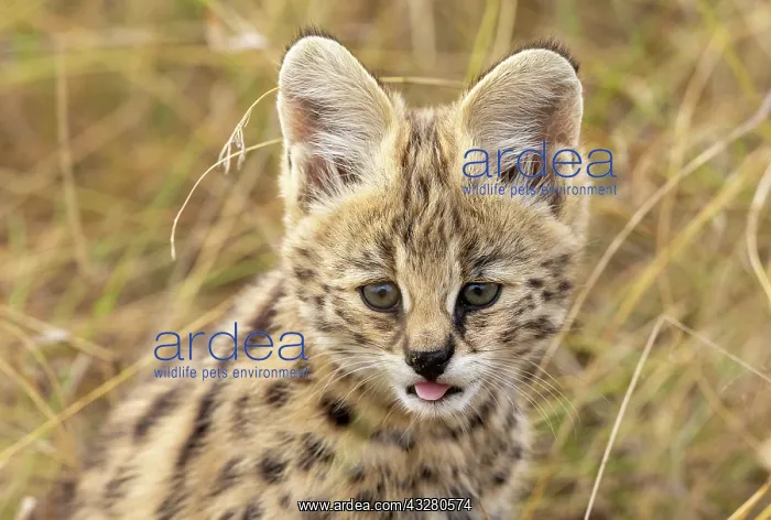 : Afrique de l'Est, Kenya, Reserve nationale du Masai Mara, Pa : Afrique de l'Est, Kenya, Reserve nationale du Masai Mara, Pa