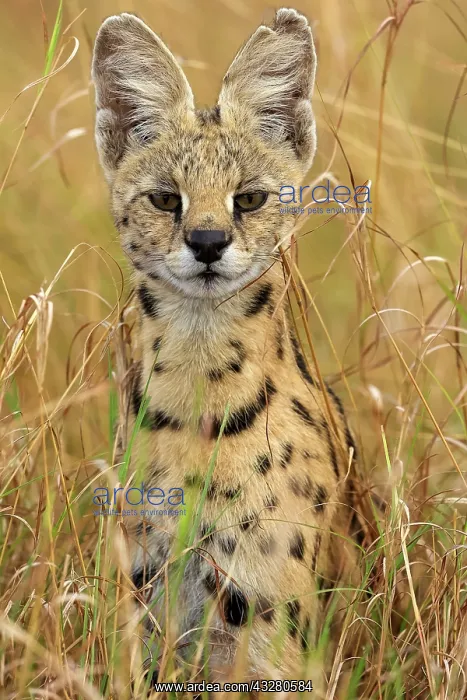 : Afrique de l'Est, Kenya, Reserve nationale du Masai Mara, Pa : Afrique de l'Est, Kenya, Reserve nationale du Masai Mara, Pa