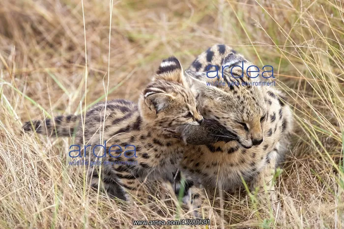 : Afrique de l'Est, Kenya, Reserve nationale du Masai Mara, Pa : Afrique de l'Est, Kenya, Reserve nationale du Masai Mara, Pa