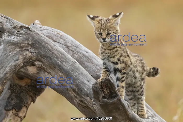 : Afrique de l'Est, Kenya, Reserve nationale du Masai Mara, Pa : Afrique de l'Est, Kenya, Reserve nationale du Masai Mara, Pa