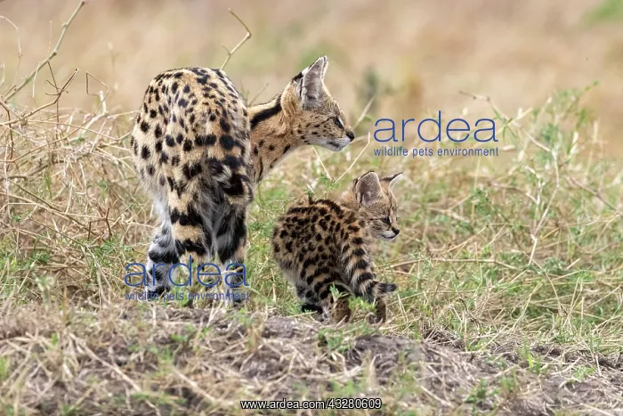 : Afrique de l'Est, Kenya, Reserve nationale du Masai Mara, Pa : Afrique de l'Est, Kenya, Reserve nationale du Masai Mara, Pa