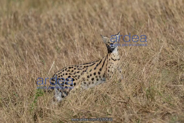 : Afrique de l'Est, Kenya, Reserve nationale du Masai Mara, Pa : Afrique de l'Est, Kenya, Reserve nationale du Masai Mara, Pa