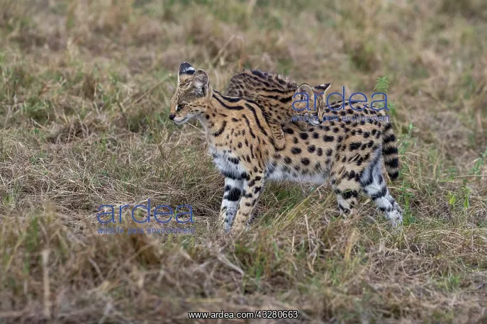 : Afrique de l'Est, Kenya, Reserve nationale du Masai Mara, Pa : Afrique de l'Est, Kenya, Reserve nationale du Masai Mara, Pa
