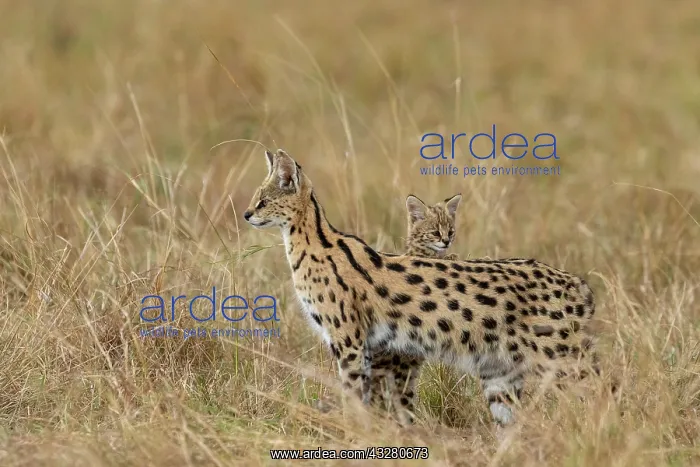 : Afrique de l'Est, Kenya, Reserve nationale du Masai Mara, Pa : Afrique de l'Est, Kenya, Reserve nationale du Masai Mara, Pa