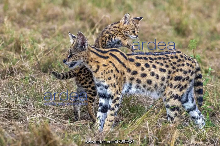 : Afrique de l'Est, Kenya, Reserve nationale du Masai Mara, Pa : Afrique de l'Est, Kenya, Reserve nationale du Masai Mara, Pa