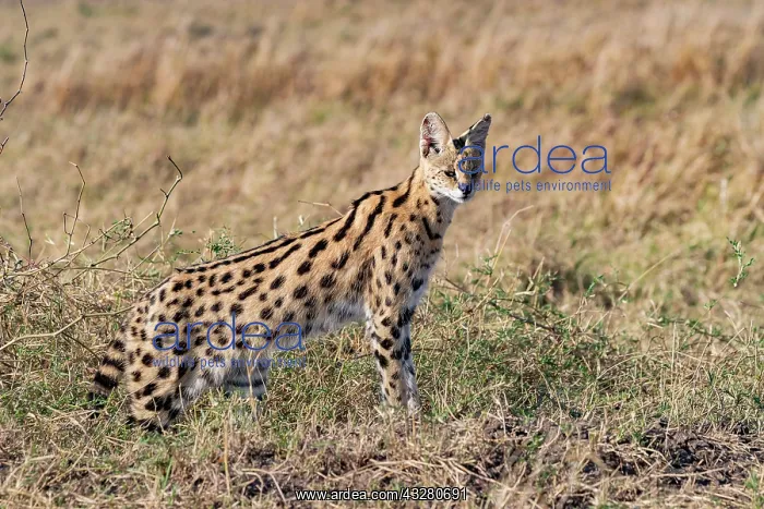 : Afrique de l'Est, Kenya, Reserve nationale du Masai Mara, Pa : Afrique de l'Est, Kenya, Reserve nationale du Masai Mara, Pa