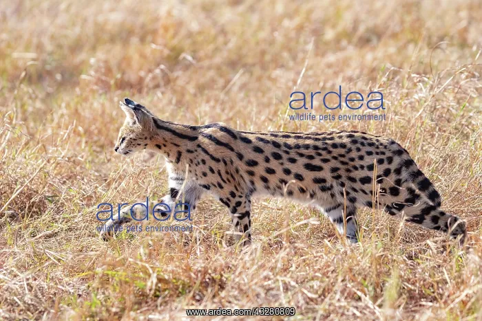 : Afrique de l'Est, Kenya, Reserve nationale du Masai Mara, Pa : Afrique de l'Est, Kenya, Reserve nationale du Masai Mara, Pa