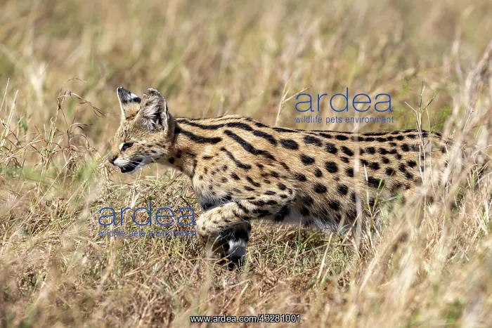 : Afrique de l'Est, Kenya, Reserve nationale du Masai Mara, Pa : Afrique de l'Est, Kenya, Reserve nationale du Masai Mara, Pa