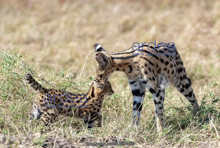 : Afrique de l'Est, Kenya, Reserve nationale du Masai Mara, Pa : Afrique de l'Est, Kenya, Reserve nationale du Masai Mara, Pa
