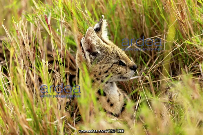 : Afrique de l'Est, Kenya, Reserve nationale du Masai Mara, Pa : Afrique de l'Est, Kenya, Reserve nationale du Masai Mara, Pa