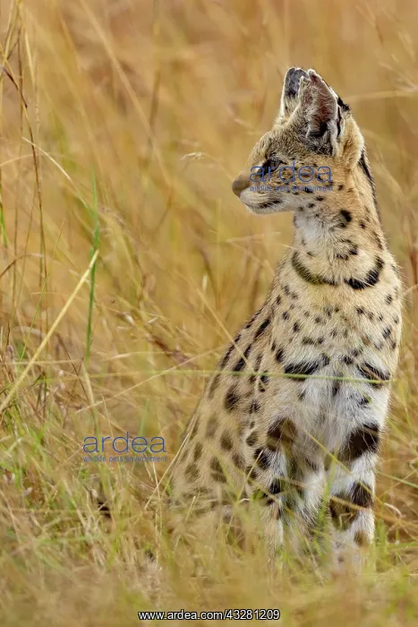 : Afrique de l'Est, Kenya, Reserve nationale du Masai Mara, Pa : Afrique de l'Est, Kenya, Reserve nationale du Masai Mara, Pa