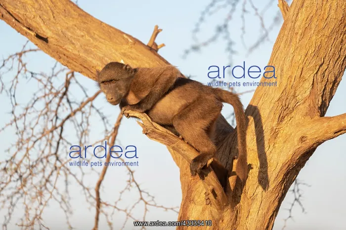 : Afrique, Namibie, Reserve privee, Chacma ou Babouin : Afrique, Namibie, Reserve privee, Chacma ou Babouin