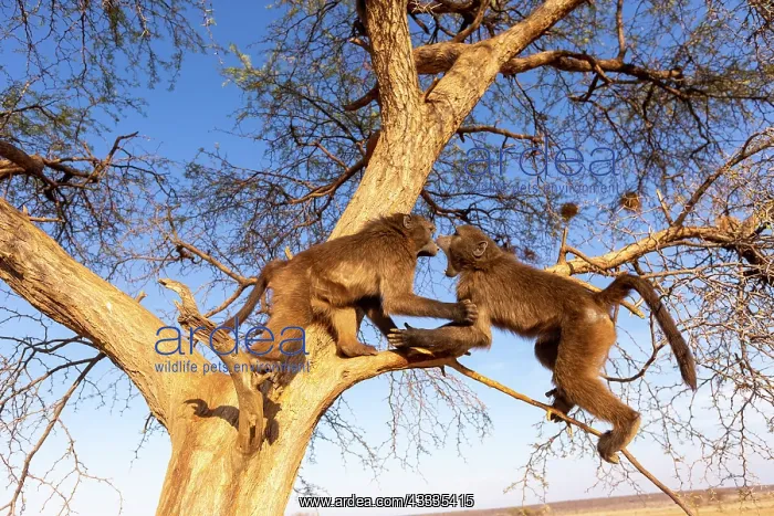 : Afrique, Namibie, Reserve privee, Chacma ou Babouin : Afrique, Namibie, Reserve privee, Chacma ou Babouin