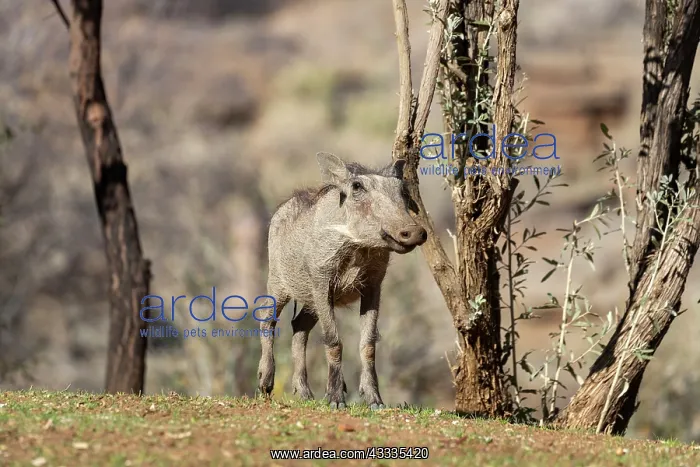 : Afrique, Namibie, Reserve privee, Phacochere (Phacochoerus : Afrique, Namibie, Reserve privee, Phacochere (Phacochoerus