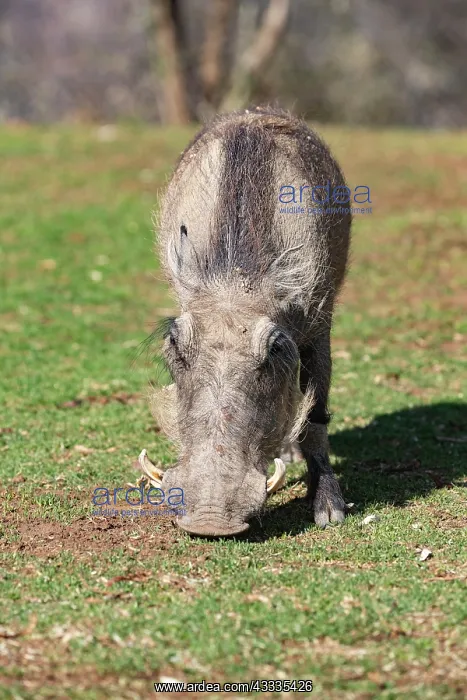 : Afrique, Namibie, Reserve privee, Phacochere (Phacochoerus : Afrique, Namibie, Reserve privee, Phacochere (Phacochoerus