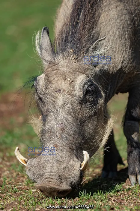 : Afrique, Namibie, Reserve privee, Phacochere (Phacochoerus