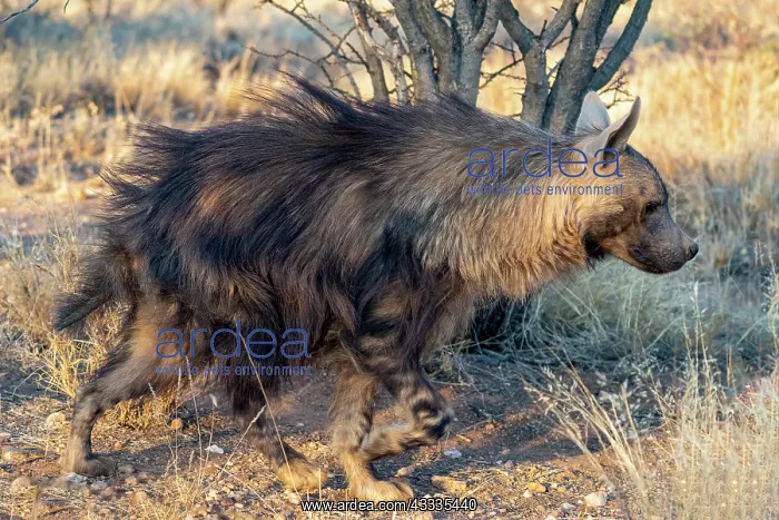 : Afrique, Namibie, Reserve privee, Hyene brune (Parahyaena : Afrique, Namibie, Reserve privee, Hyene brune (Parahyaena