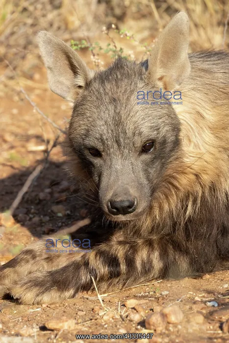 : Afrique, Namibie, Reserve privee, Hyene brune (Parahyaena : Afrique, Namibie, Reserve privee, Hyene brune (Parahyaena